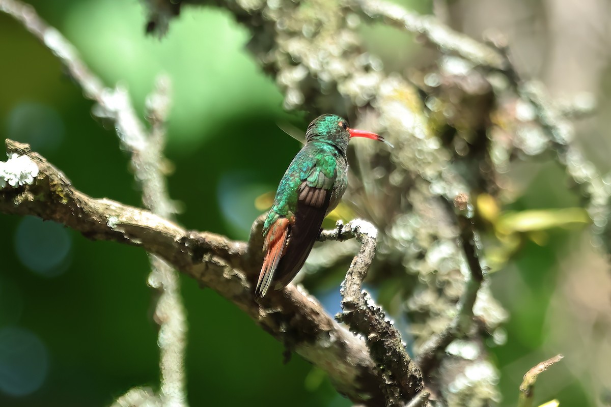 Rufous-tailed Hummingbird - ML620818718