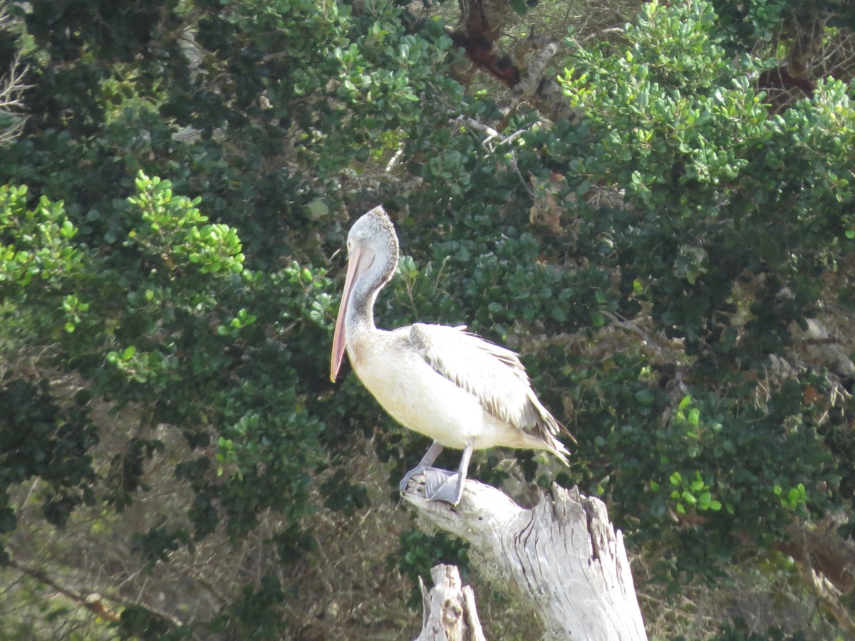 Spot-billed Pelican - ML620818724