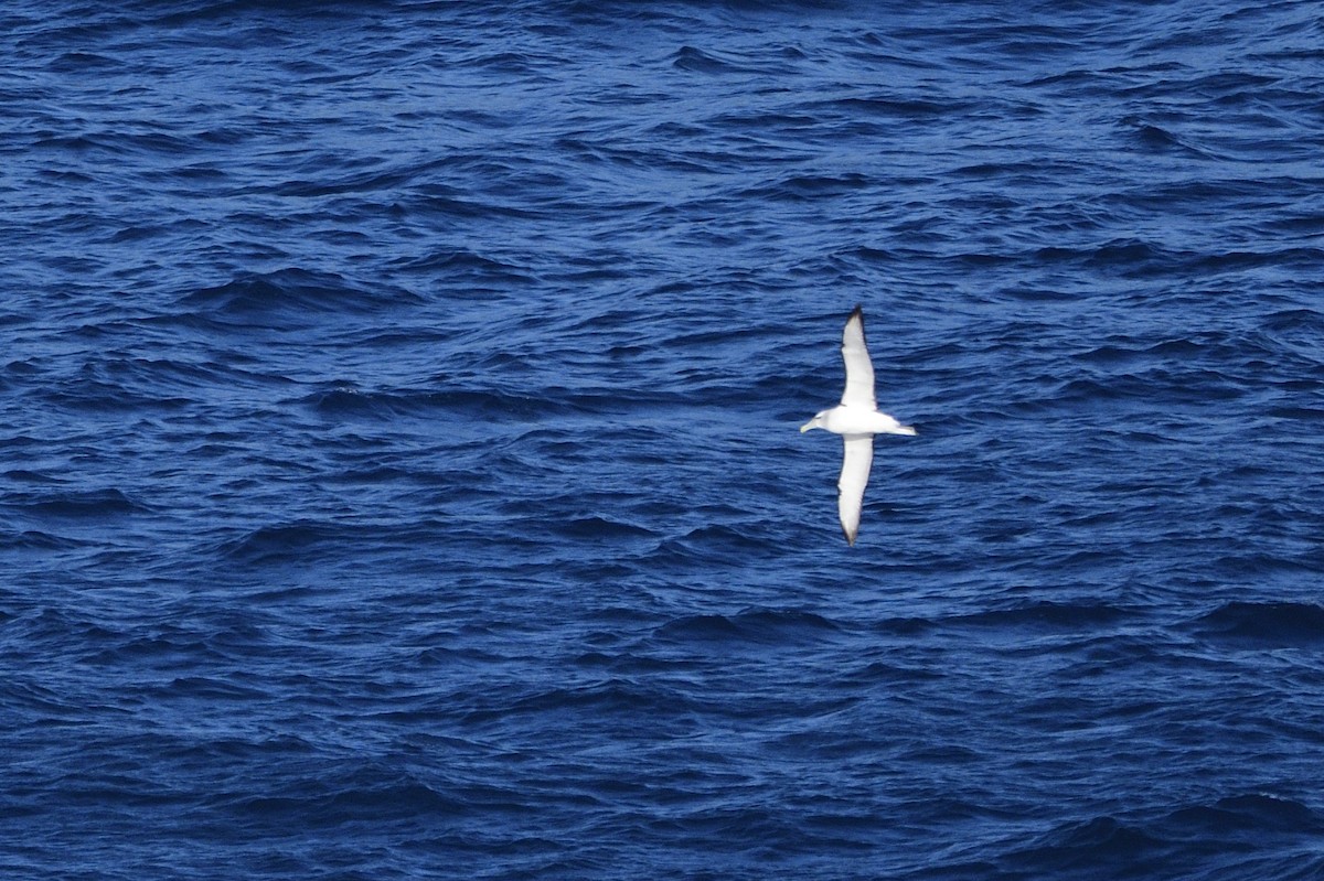 Albatros à cape blanche - ML620818736