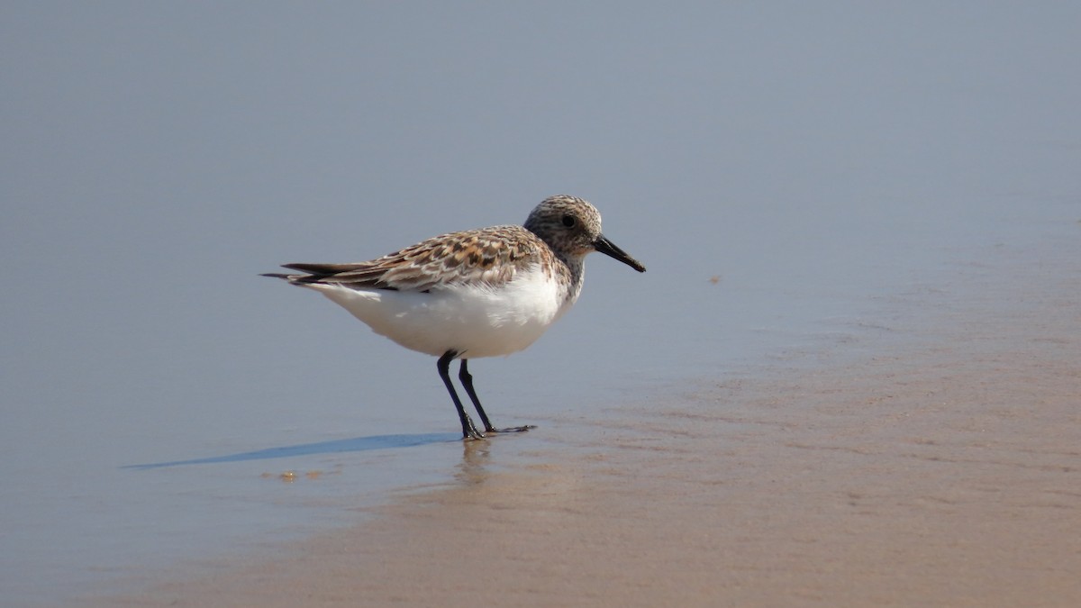 Sanderling - ML620818737