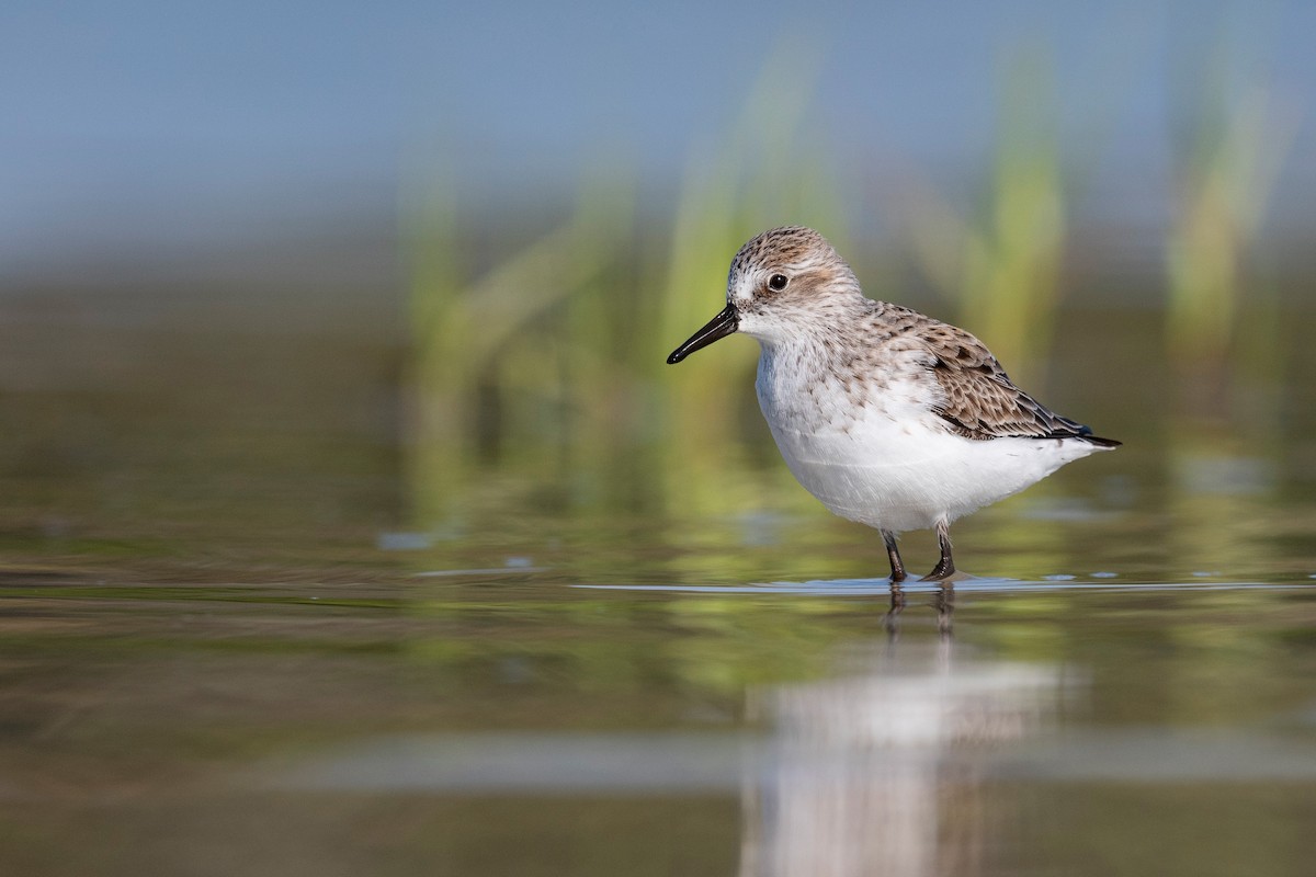 Semipalmated Sandpiper - ML620818743