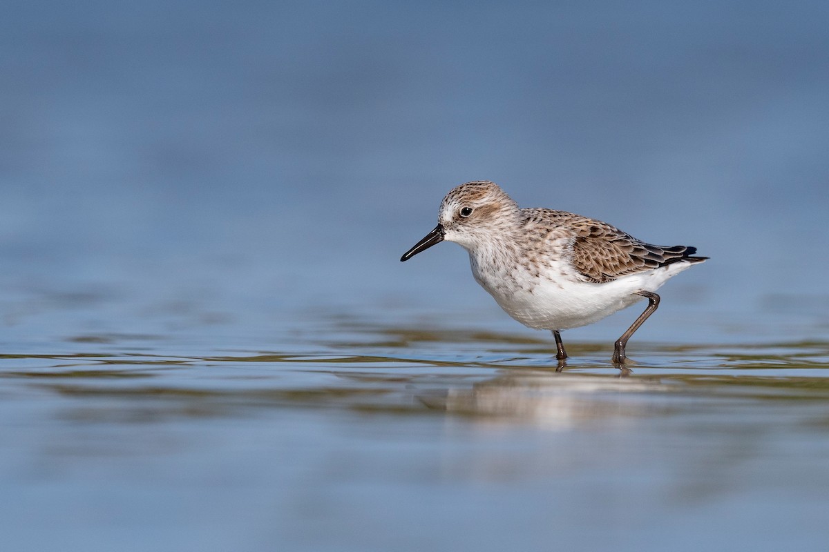 Semipalmated Sandpiper - ML620818744