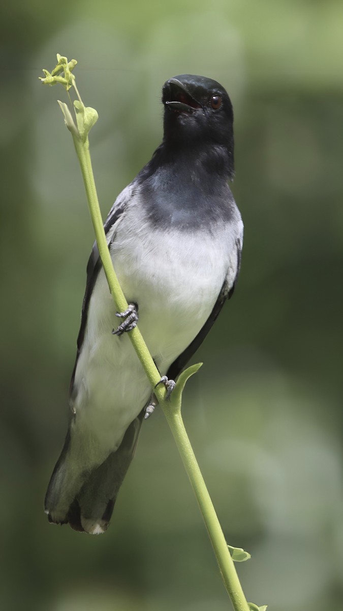 Black-headed Cuckooshrike - ML620818746