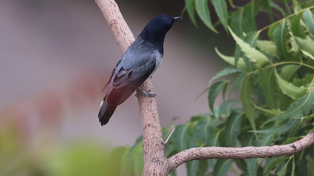 Black-headed Cuckooshrike - ML620818749