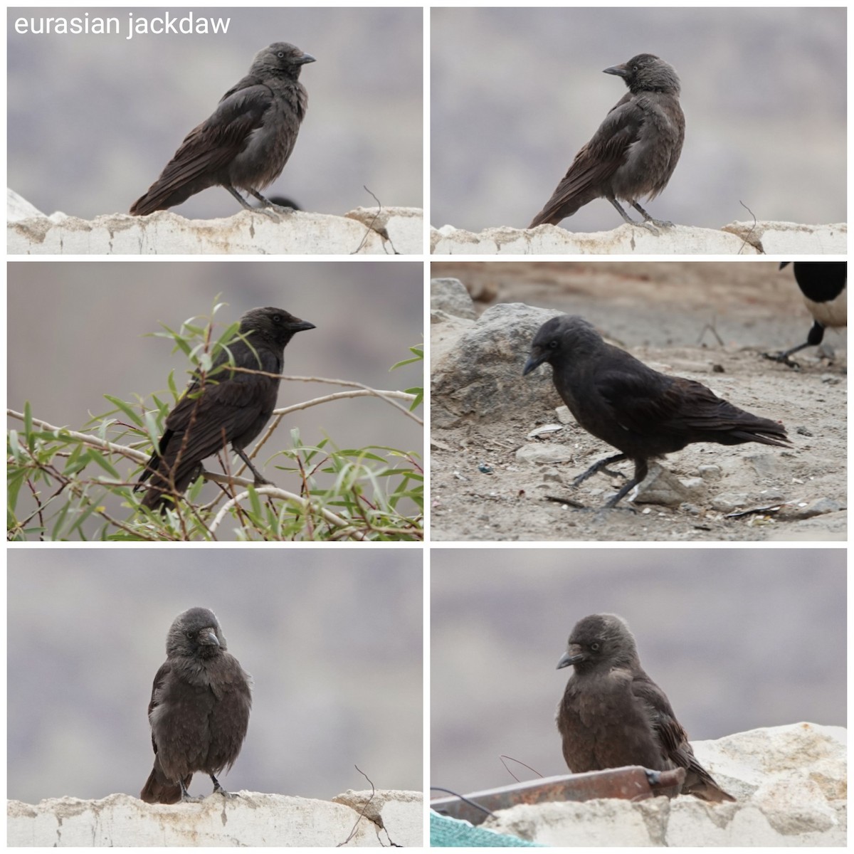 Eurasian Jackdaw - ML620818769