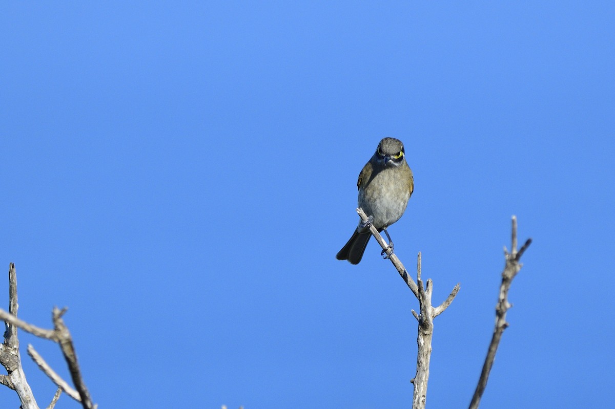 Yellow-faced Honeyeater - ML620818774