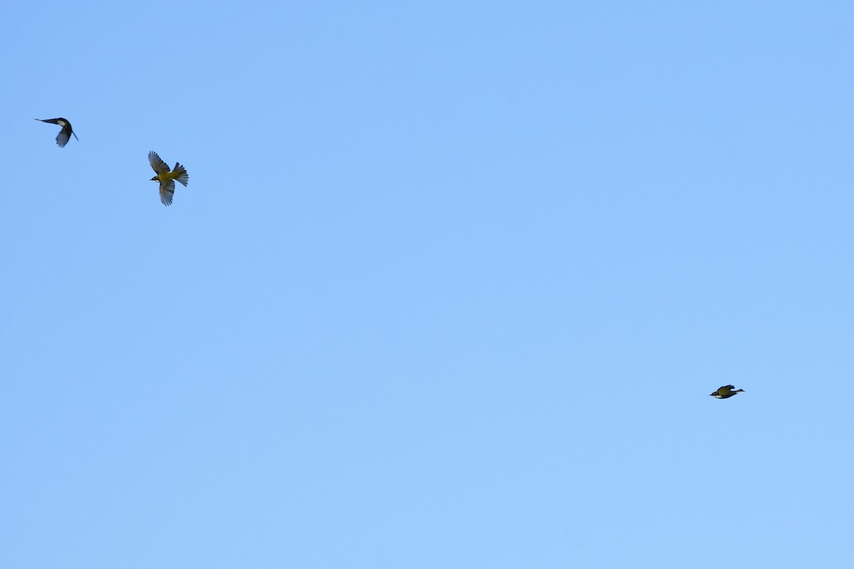 White-naped Honeyeater - ML620818777