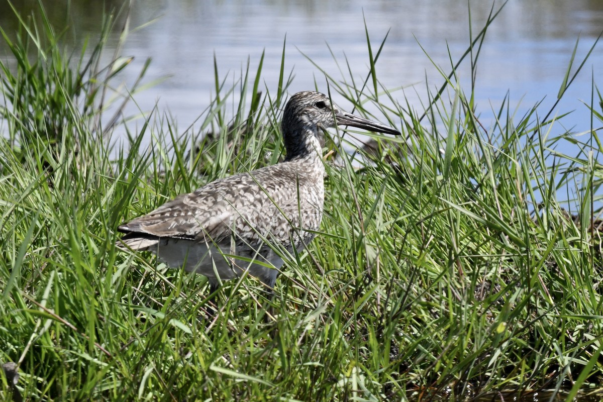 Willet - ML620818785