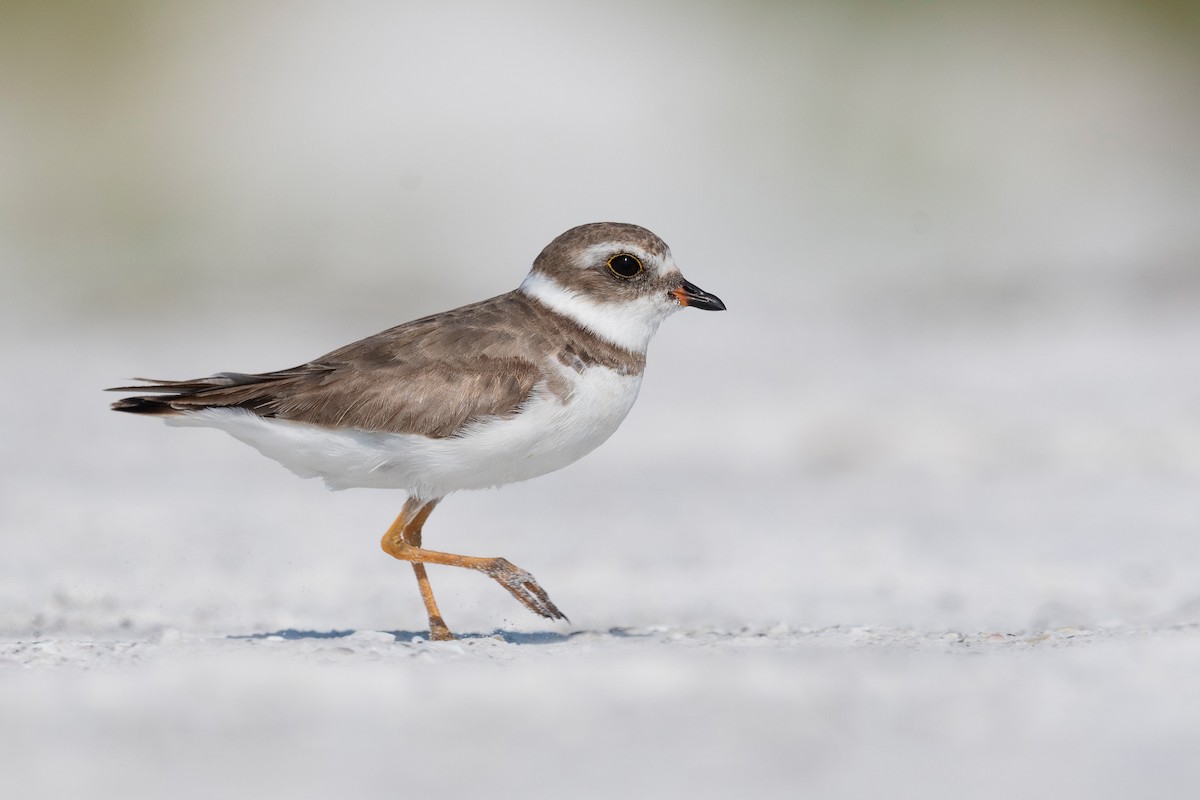 Semipalmated Plover - ML620818796