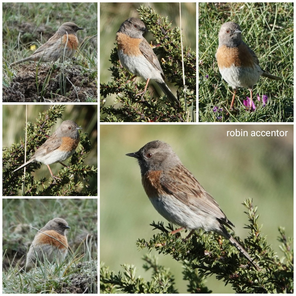 Robin Accentor - ML620818799