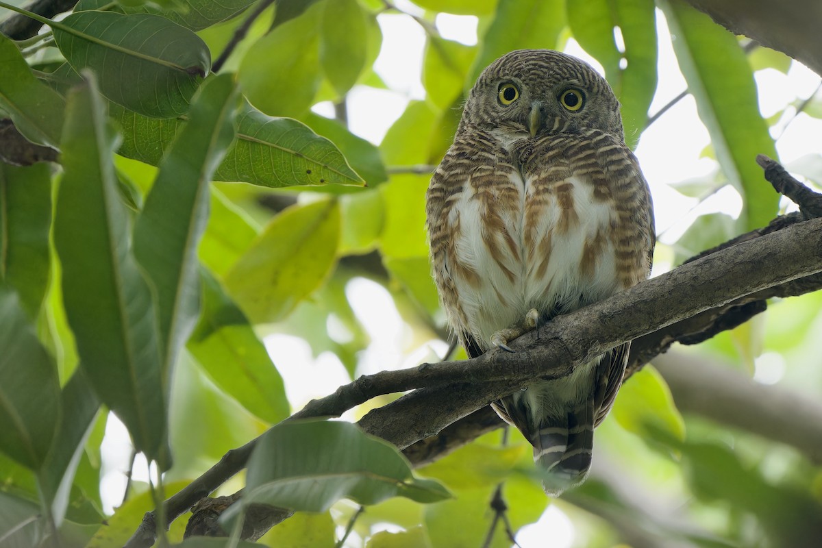 Asian Barred Owlet - ML620818802