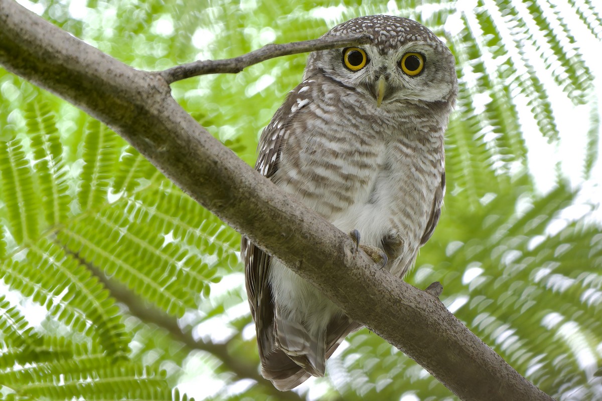 Spotted Owlet - Sam Hambly
