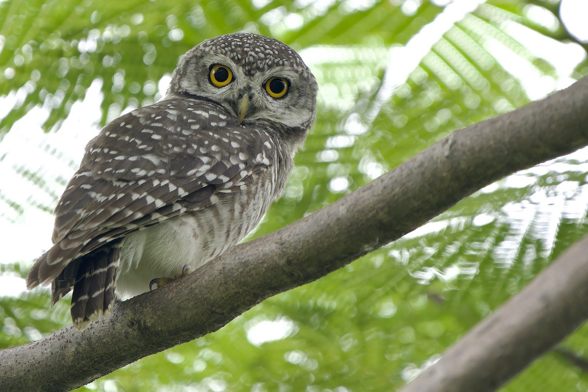 Spotted Owlet - ML620818804