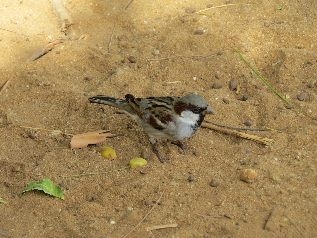 House Sparrow (Indian) - ML620818805