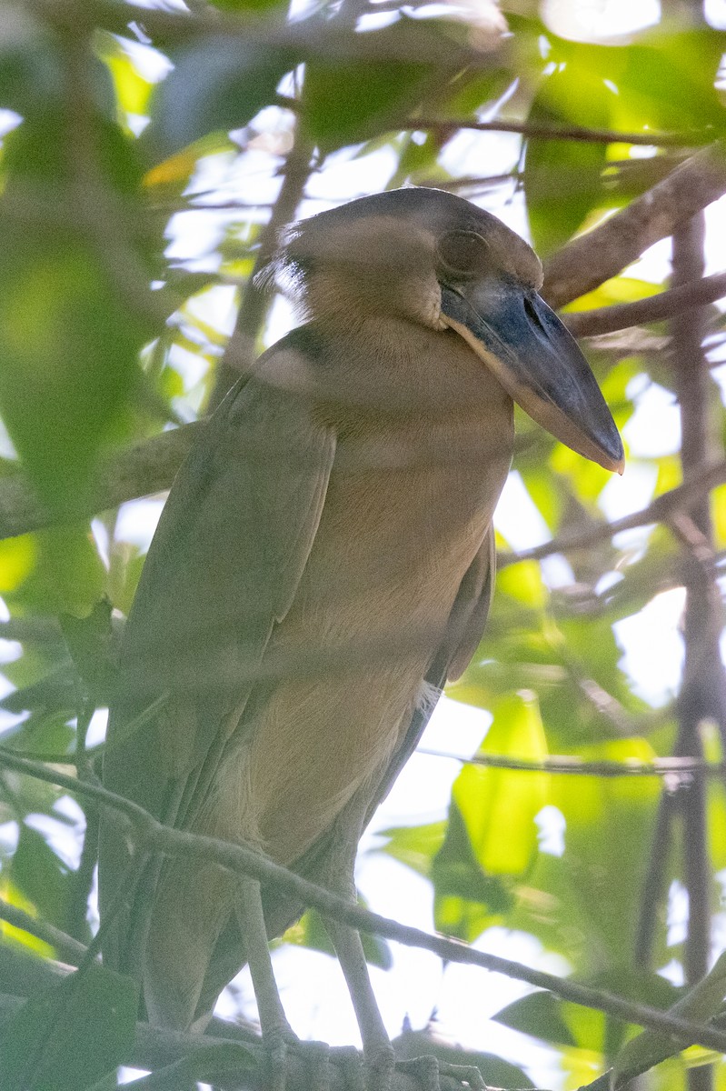 Boat-billed Heron - ML620818808