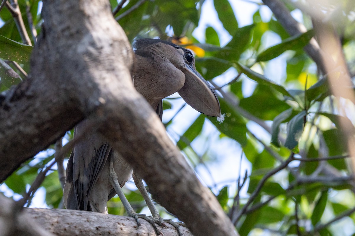 Boat-billed Heron - ML620818809