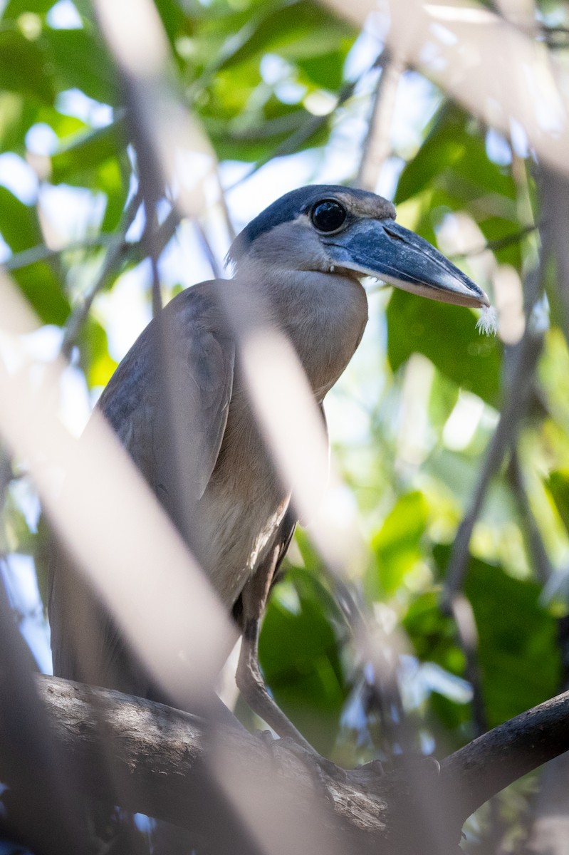 Boat-billed Heron - ML620818810