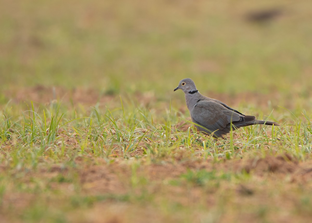 Burmese Collared-Dove - ML620818811