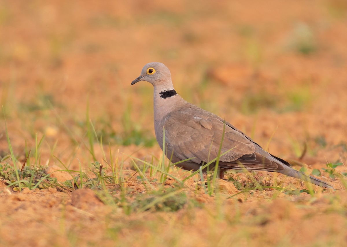 Burmese Collared-Dove - ML620818812