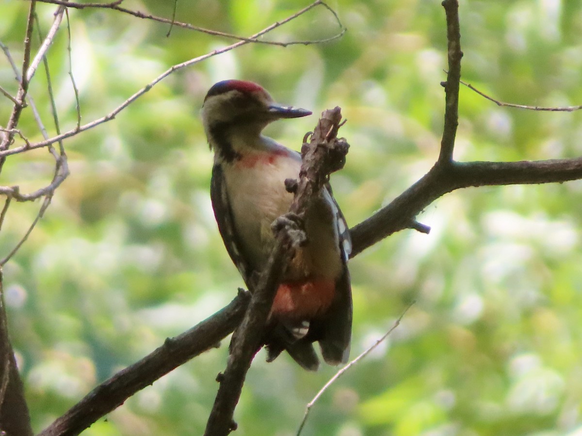 Syrian Woodpecker - ML620818818