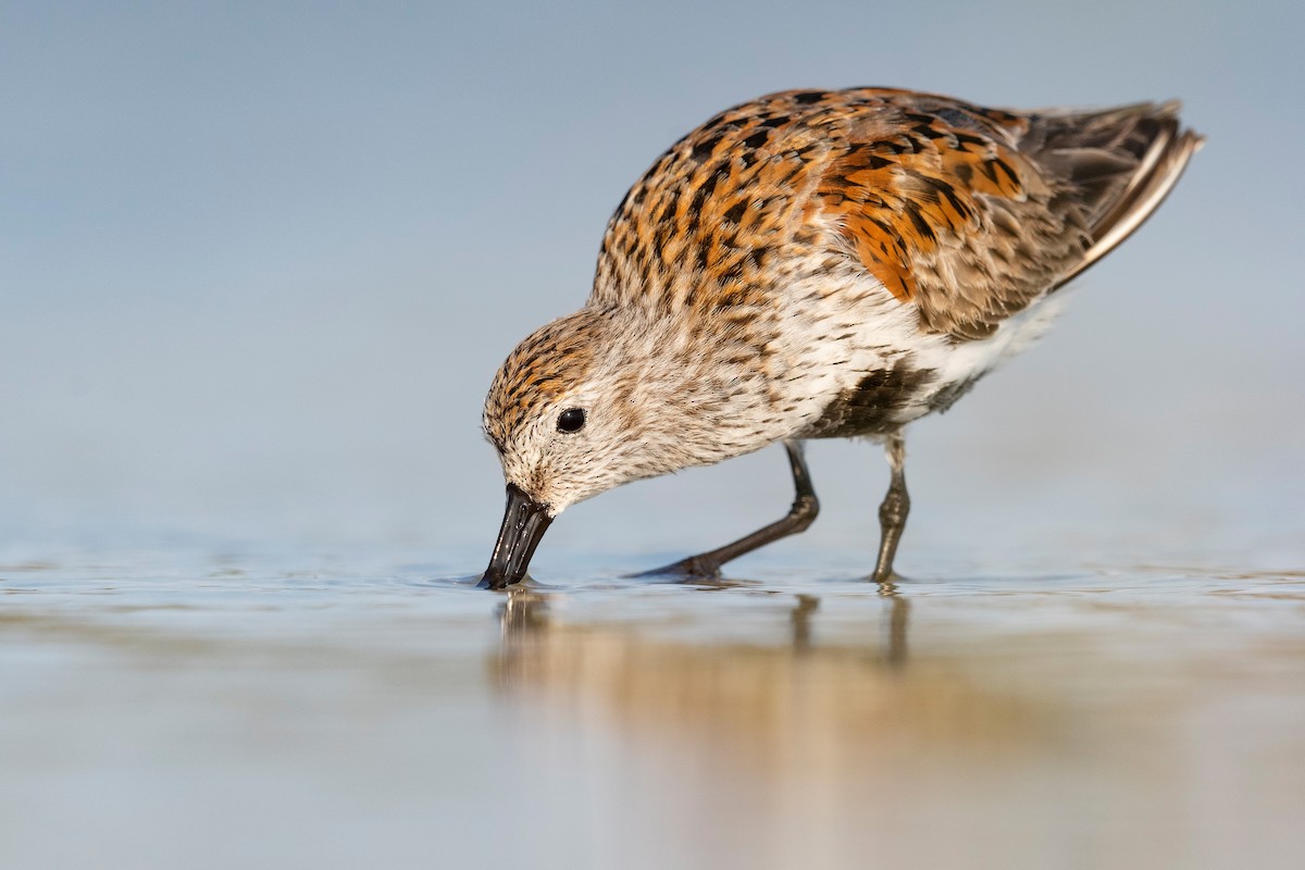 Dunlin - Heyn de Kock