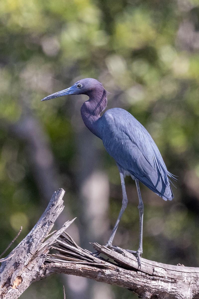 Little Blue Heron - Lutz Duerselen