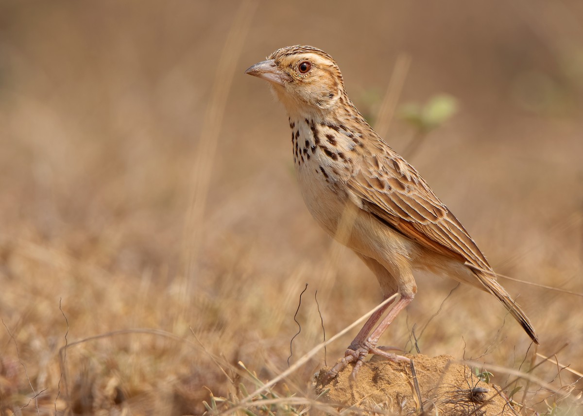 Burmese Bushlark - ML620818835