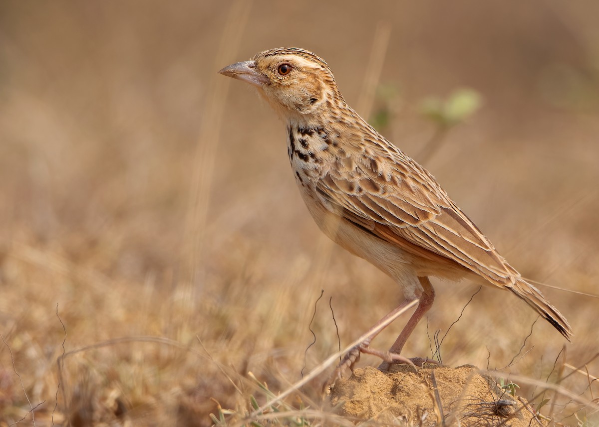 Burmese Bushlark - Ayuwat Jearwattanakanok