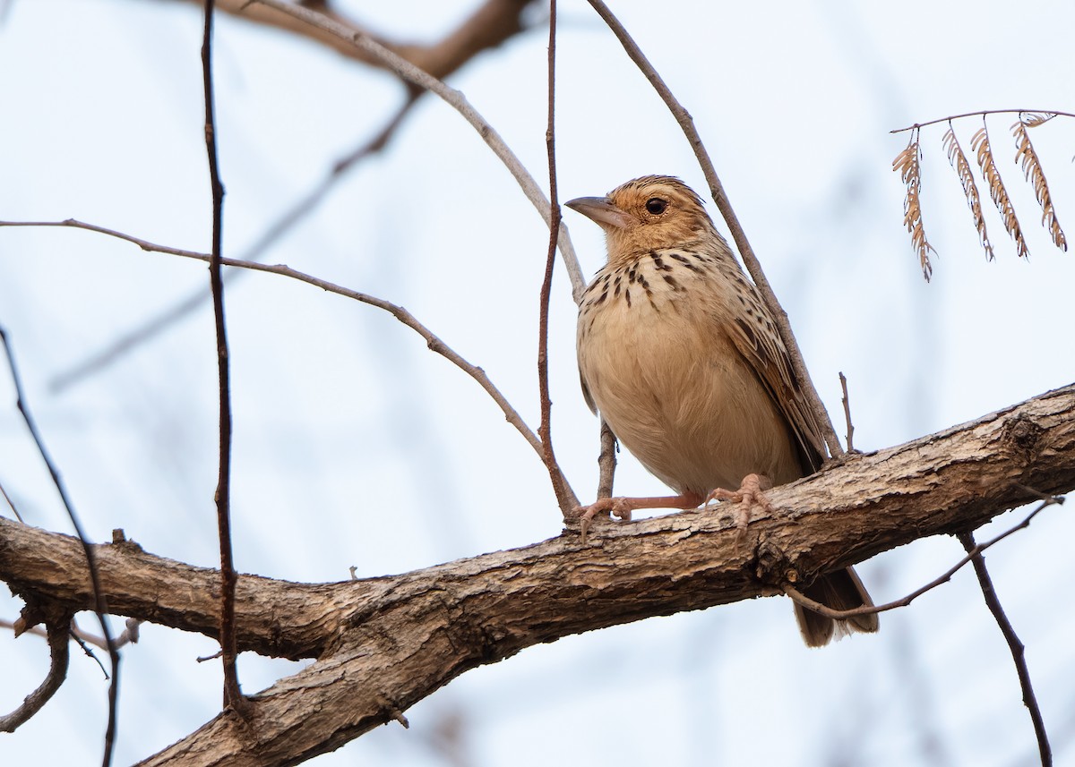 Burmese Bushlark - ML620818837