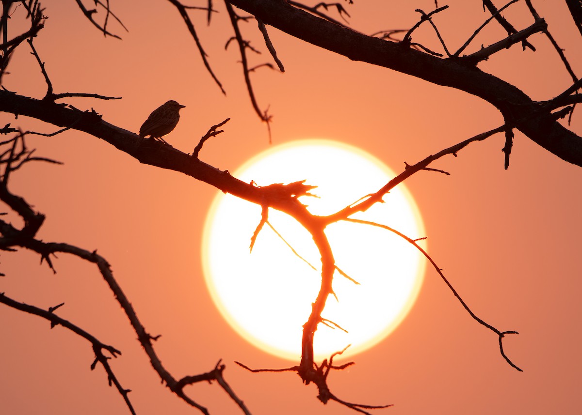 Burmese Bushlark - ML620818838