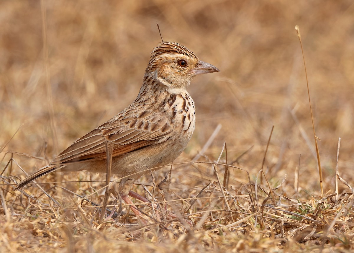 Burmese Bushlark - ML620818839