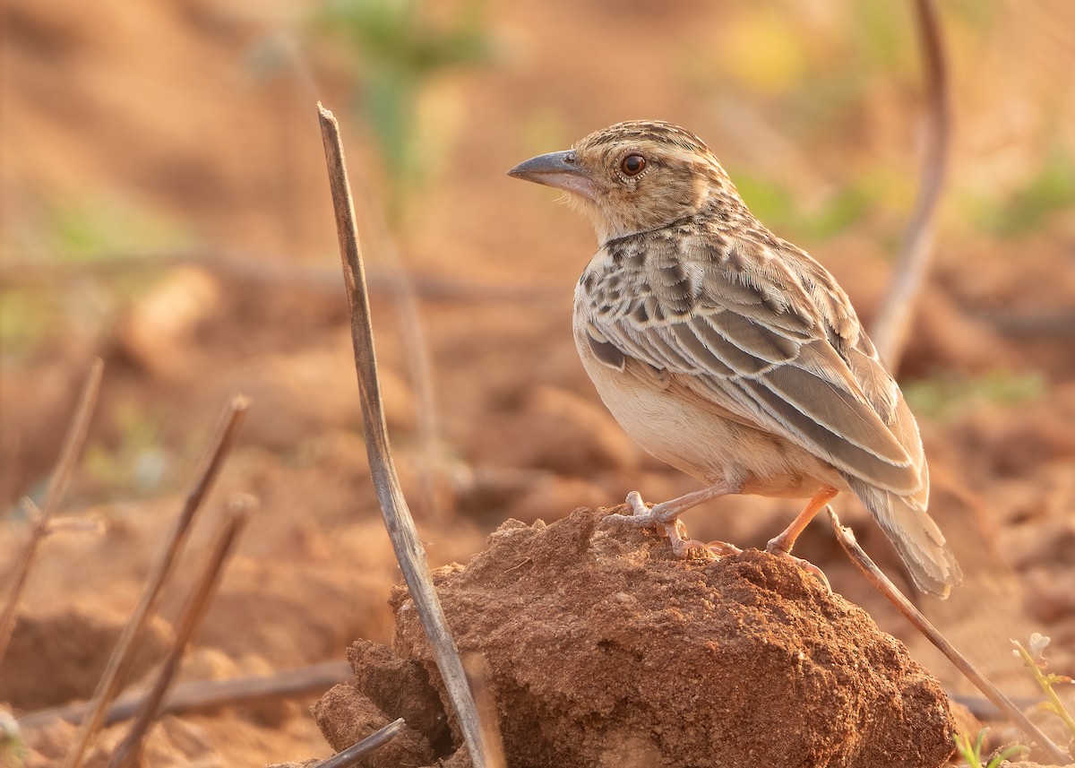 Burmese Bushlark - ML620818840