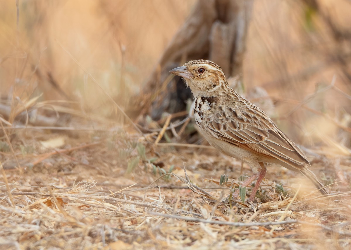 Burmese Bushlark - ML620818841