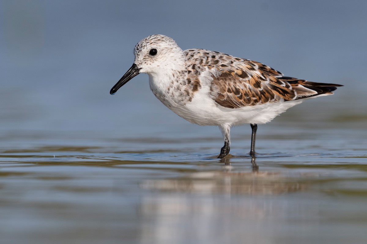 Bécasseau sanderling - ML620818844