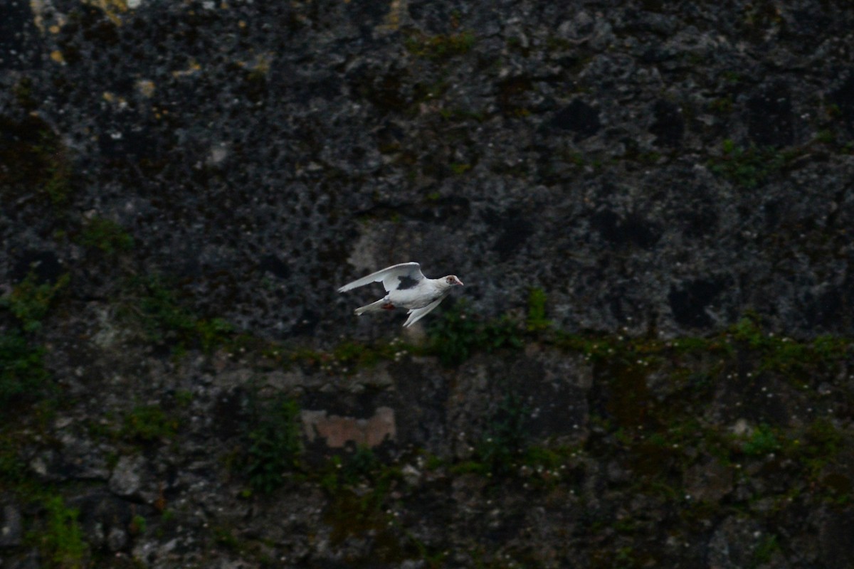 Rock Pigeon (Feral Pigeon) - ML620818846