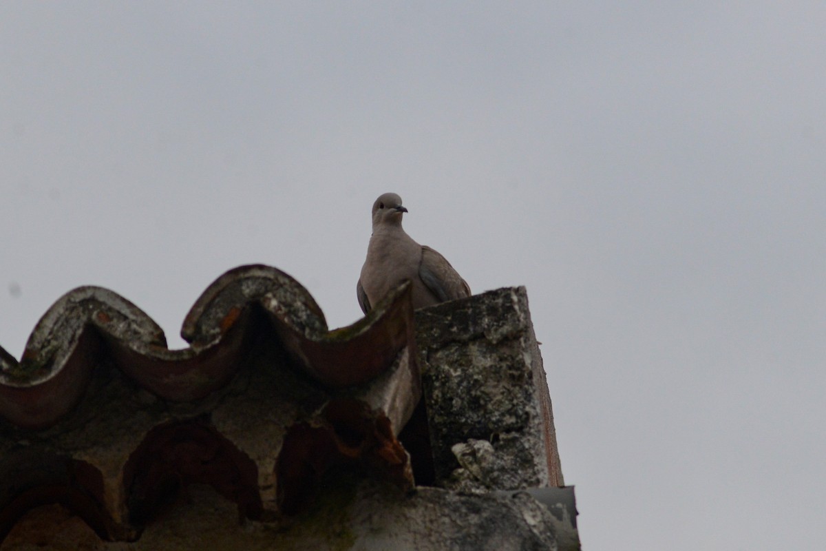 Eurasian Collared-Dove - ML620818851