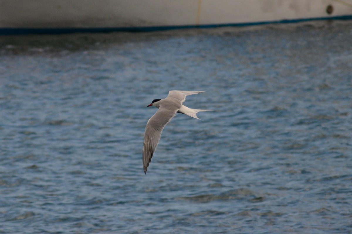 Common Tern - ML620818852