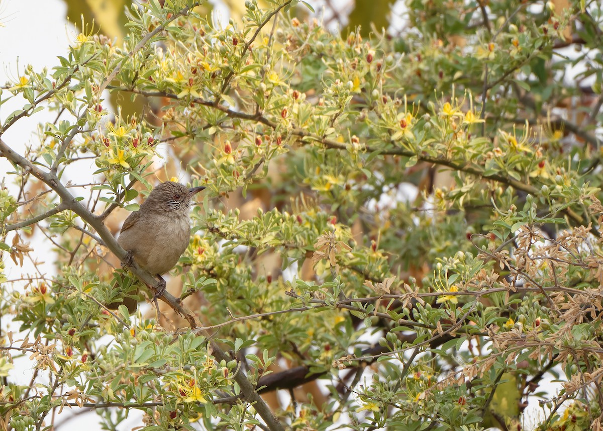 Bulbul de Blanford Occidental - ML620818855