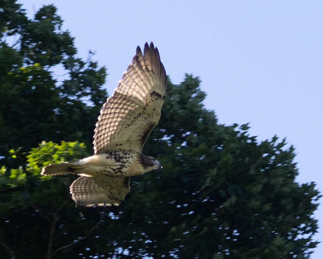 Red-tailed Hawk - Andy Jenkins