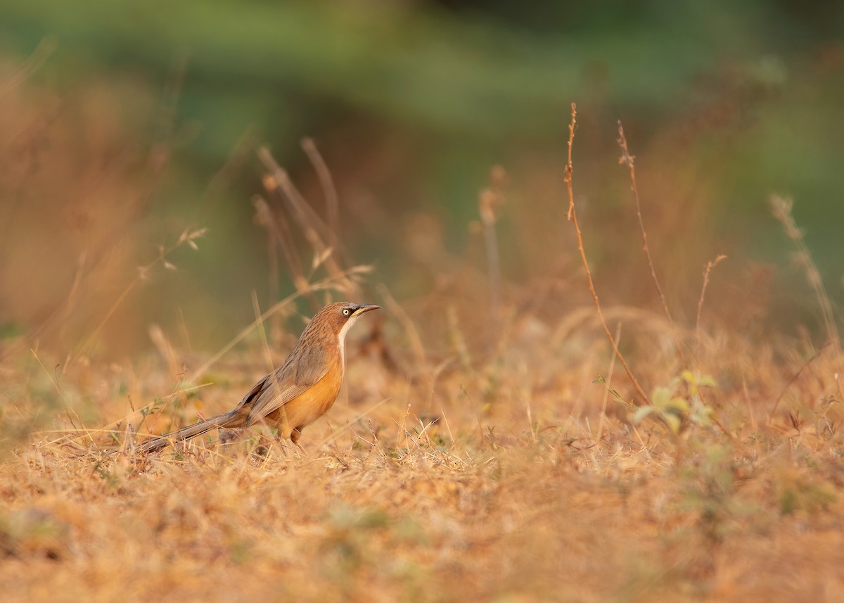 White-throated Babbler - ML620818858