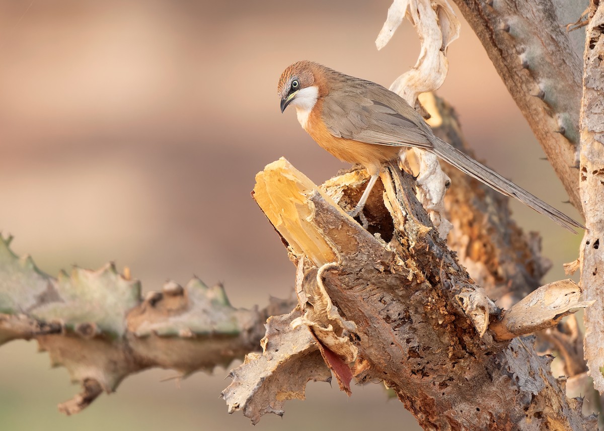 White-throated Babbler - ML620818860