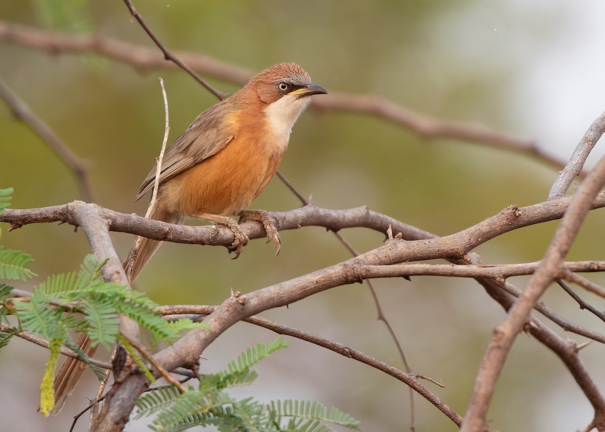 White-throated Babbler - ML620818861