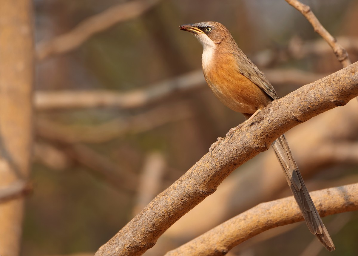 White-throated Babbler - ML620818863