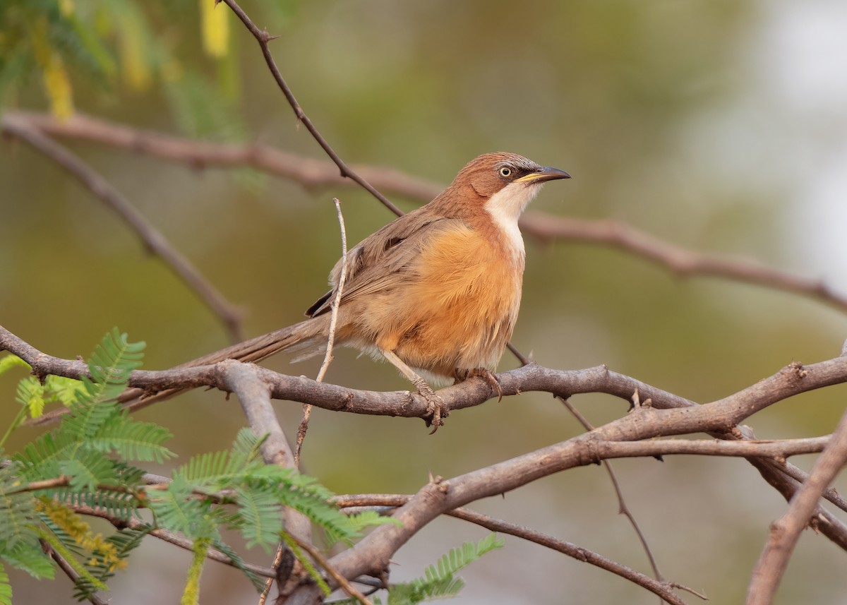 White-throated Babbler - ML620818864