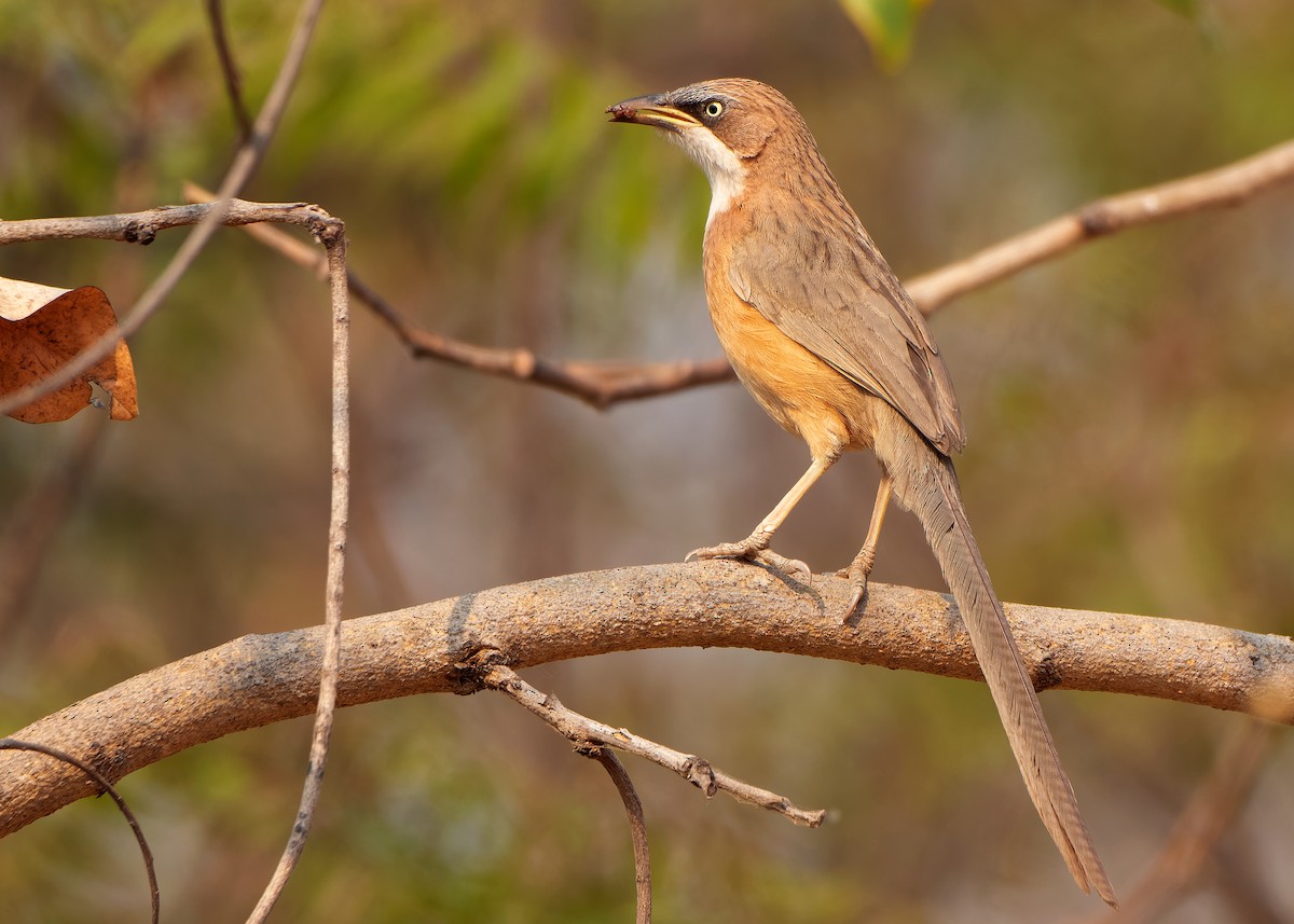 White-throated Babbler - ML620818865