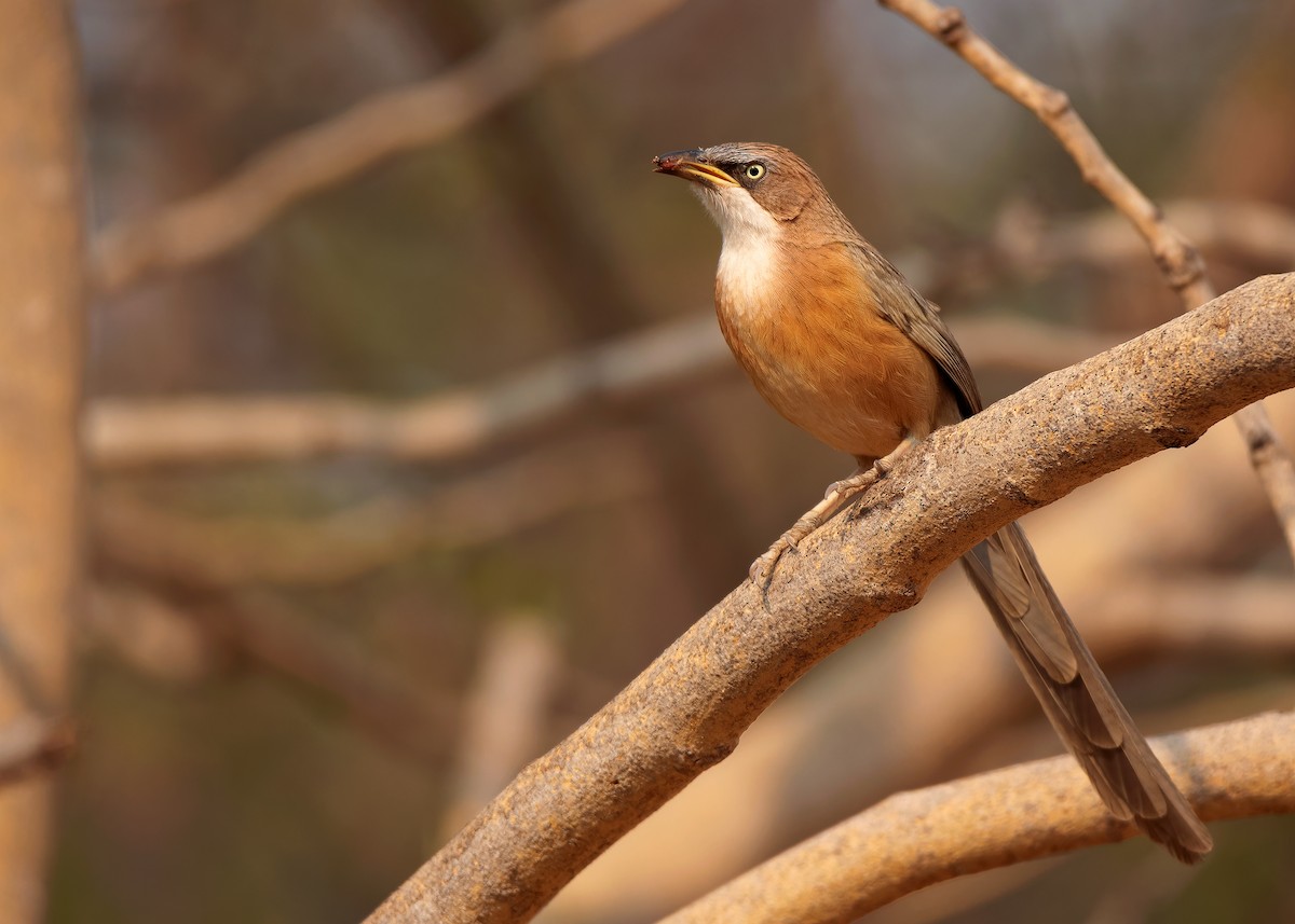 White-throated Babbler - ML620818867