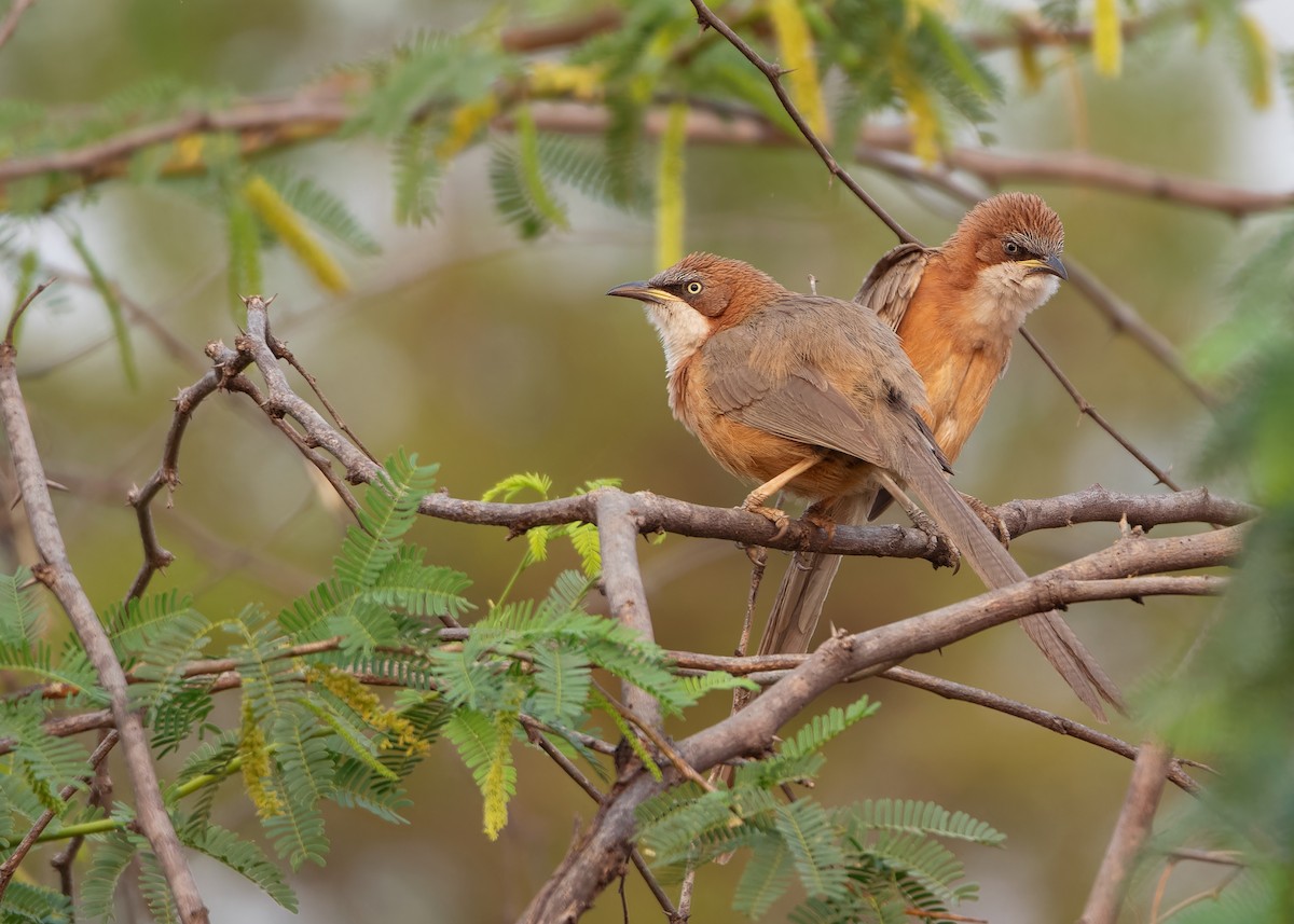 White-throated Babbler - ML620818868