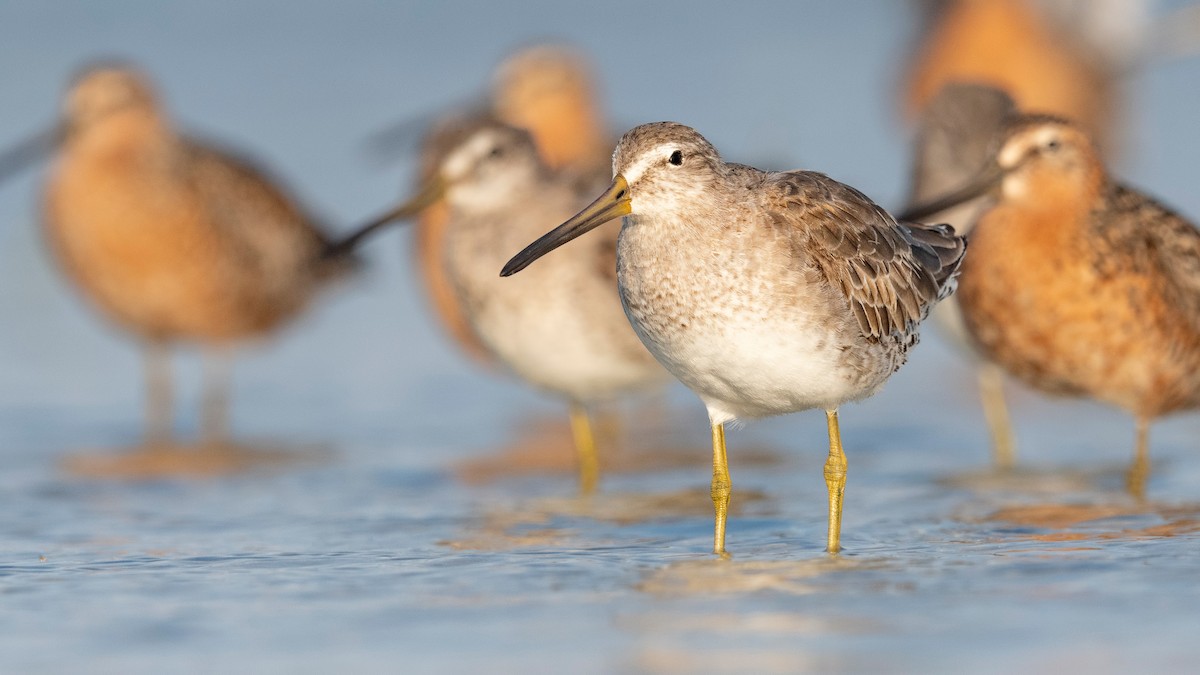 Short-billed Dowitcher - ML620818870