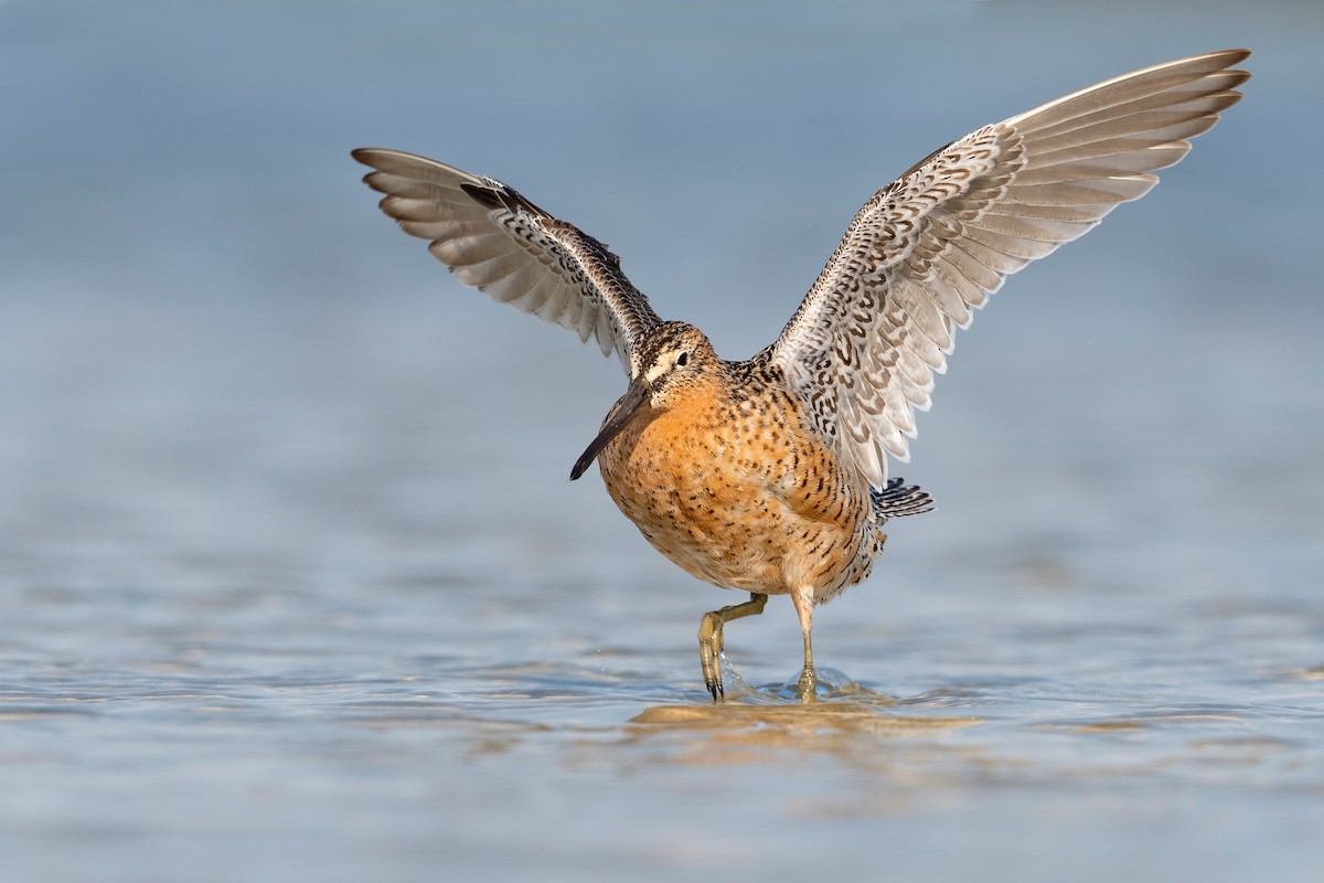 Short-billed Dowitcher - ML620818871