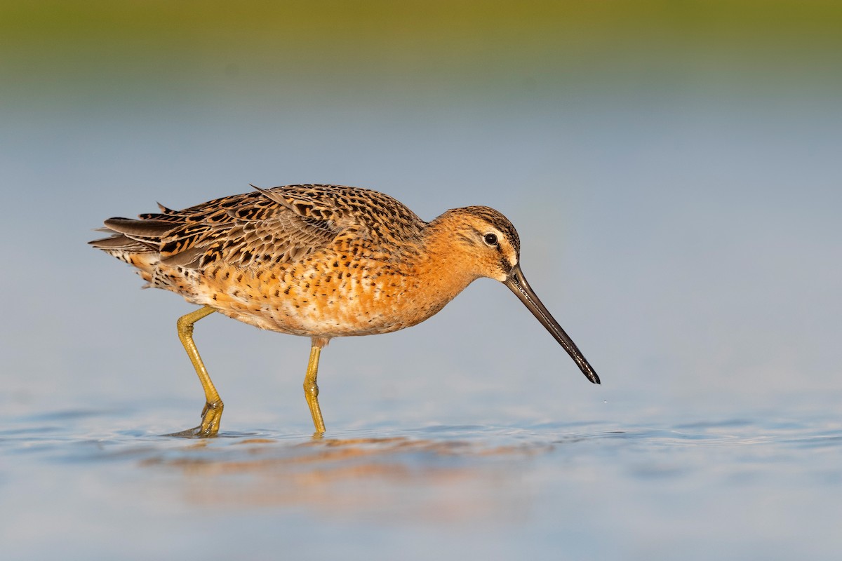 Short-billed Dowitcher - ML620818873